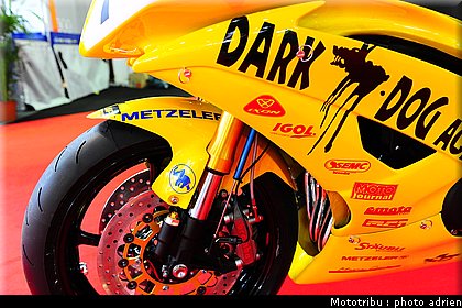 0031_dark_dog_6.JPG