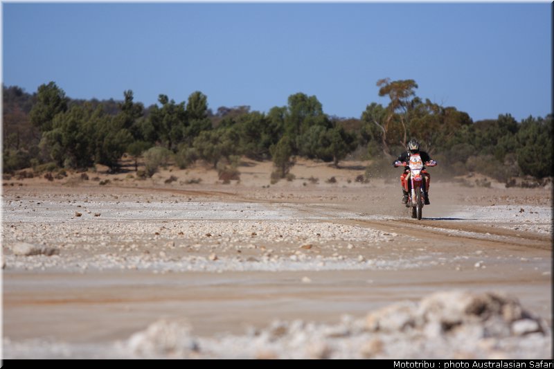 australasian_safari2008_0019