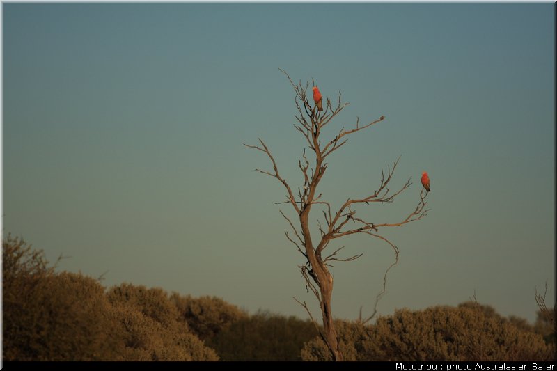 australasian_safari2008_0177