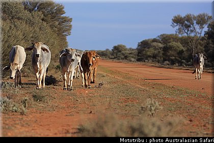 australasian_safari2008_0188.jpg
