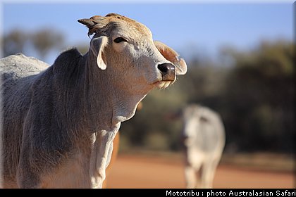 australasian_safari2008_0190.jpg