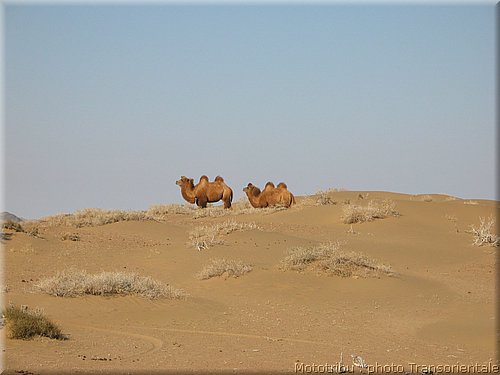 transorientale_reco_2007_0043.jpg
