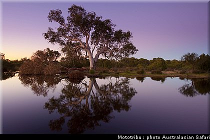 australasian_safari_2009_013.jpg