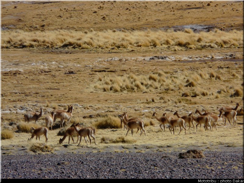 011_copiapo_fiambala_5