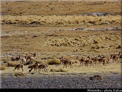 011_copiapo_fiambala_5.jpg