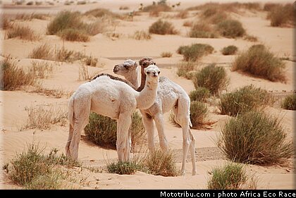 africa_eco_race_reco_2010_034.jpg