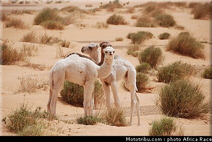 africa_eco_race_reco_2010_034.jpg