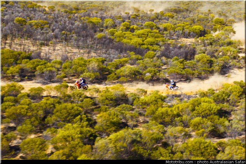 australasian_safari_030_2010