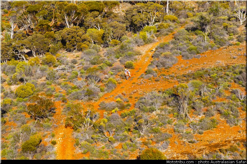 australasian_safari_042_2010