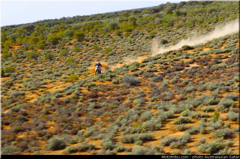 australasian_safari_costello_3_2010