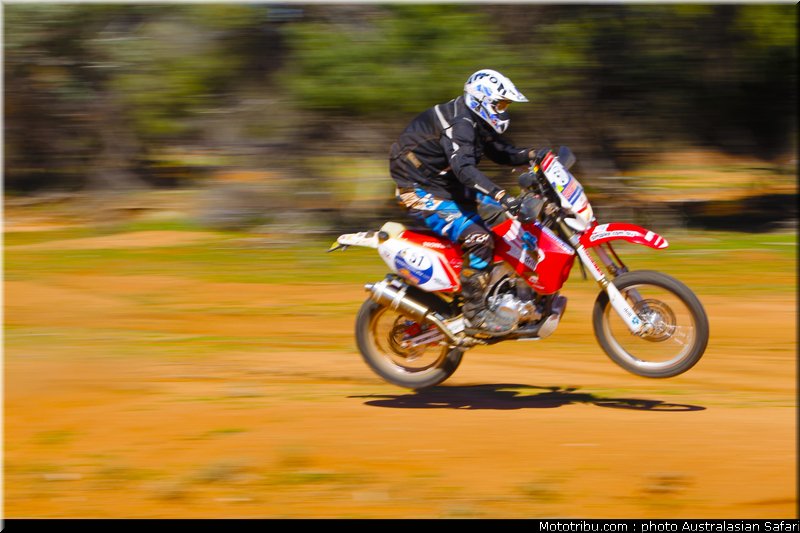 australasian_safari_strange_3_2010