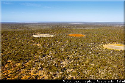 australasian_safari_026_2010.jpg