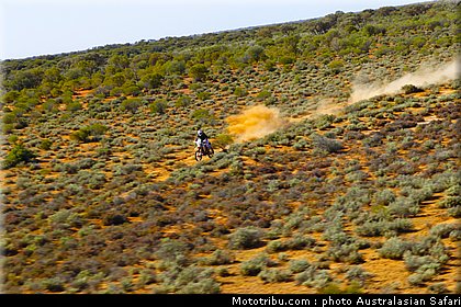 australasian_safari_costello_4_2010.jpg