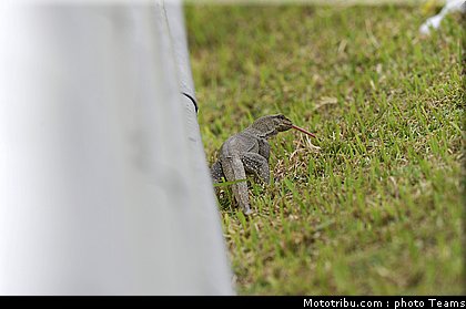 motogp_test_malaisie_2011_06.jpg